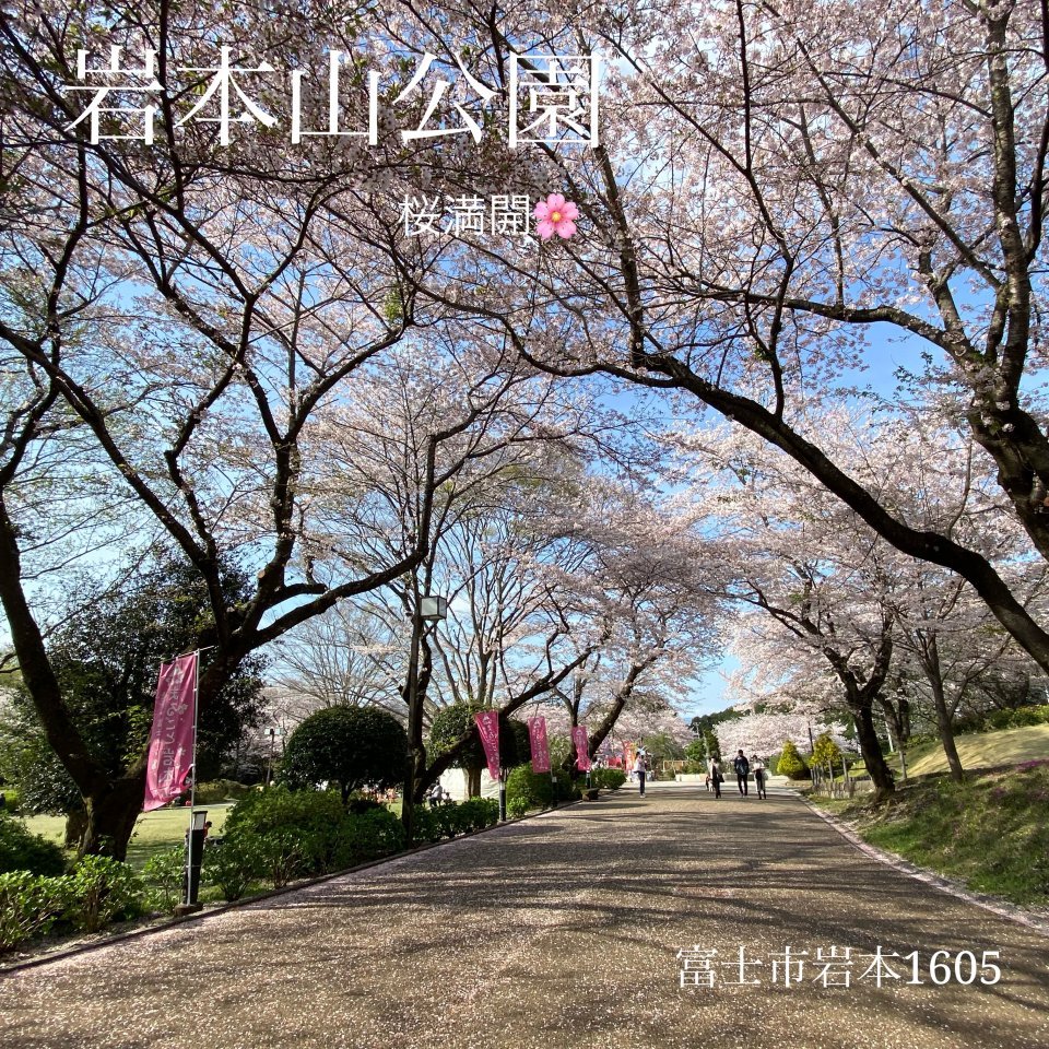 岩本山公園桜